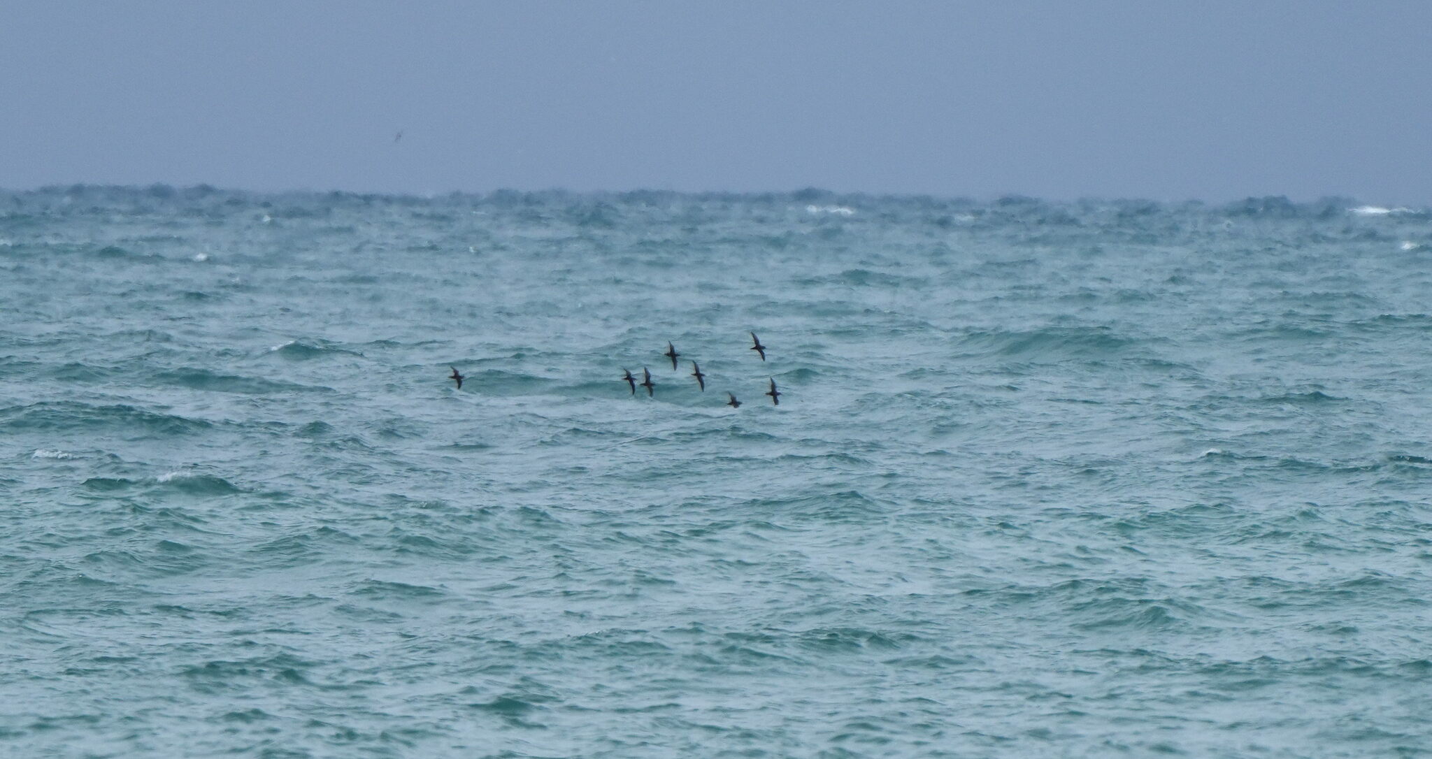 Hutton's Shearwater (Puffinus huttoni), photo 2