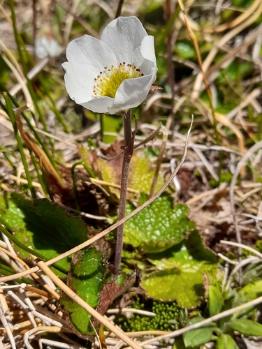 Image of Geum uniflorum by (c) Flavien Saboureau, some rights reserved (CC BY)