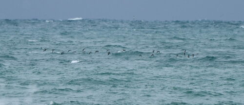 Hutton's Shearwater (Puffinus huttoni)