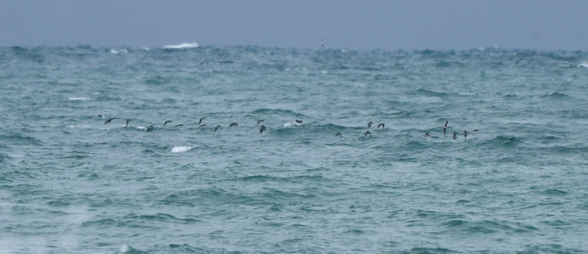 Hutton's Shearwater (Puffinus huttoni), photo 1
