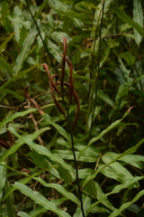 Acrosticum aurea (Acrostichum wightianum)