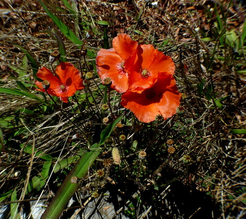 Foto de Papoula