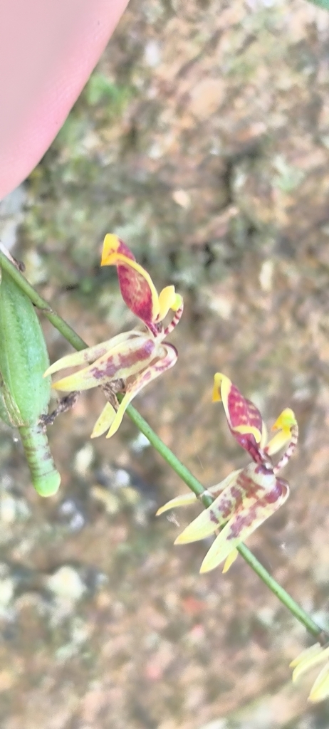 Oncidium eliae