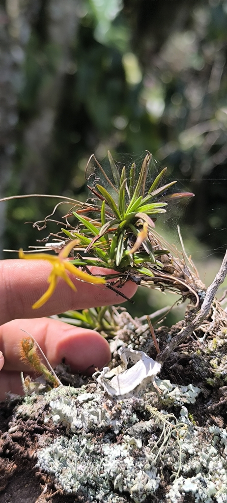 Maxillaria standleyi