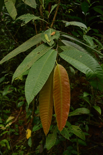 Brosimum utile - Whole tree