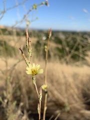 Lactuca saligna
