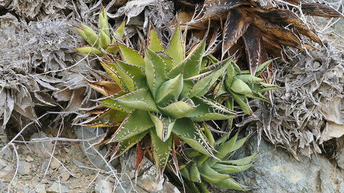 Agave margaritae