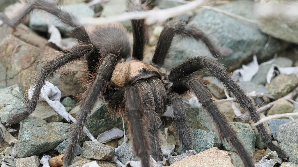 Aphonopelma platnicki