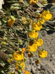 Calceolaria polyrhiza, photograph (c) Cody Hinchliff, some rights reserved (CC BY)