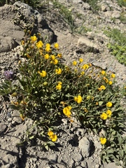 Calceolaria polyrhiza, photograph (c) Cody Hinchliff, some rights reserved (CC BY)