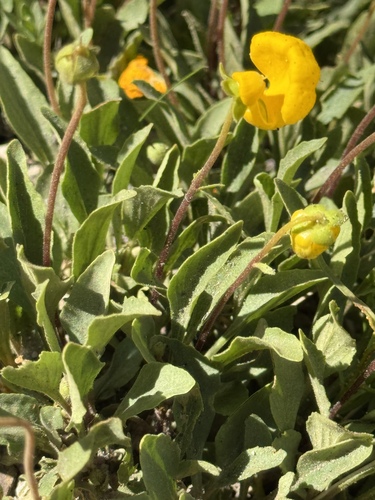 Calceolaria polyrhiza, photograph 6