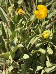 Calceolaria polyrhiza, photograph (c) Cody Hinchliff, some rights reserved (CC BY)