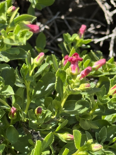 Escallonia carmelitana (Escallonia carmelitana)