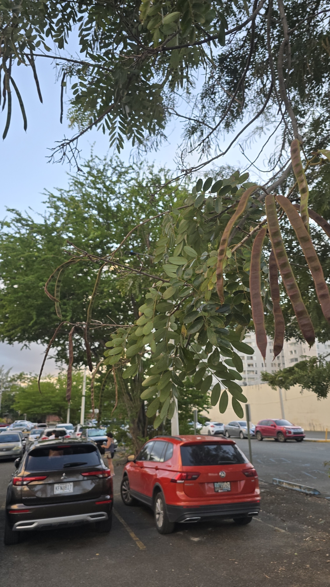 Imagem de Jucá