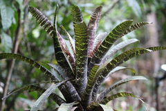 Vriesea fosteriana