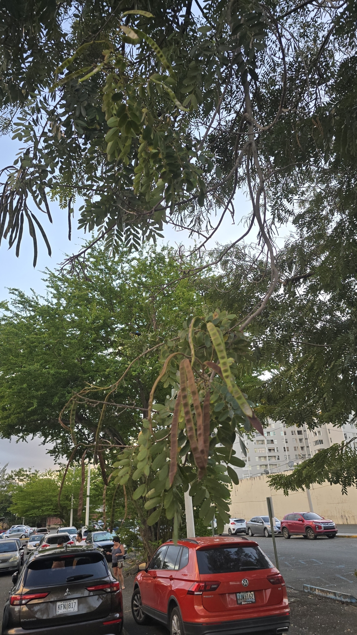 Imagem de Jucá