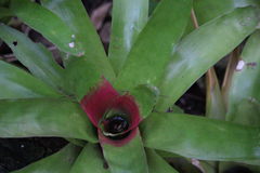 Neoregelia compacta