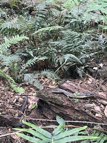 Tiger Snake sighting