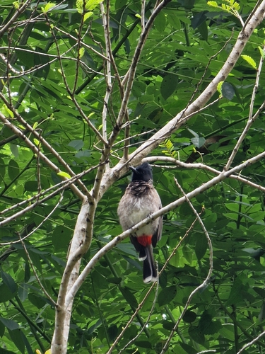 Red-vented Bulbul (Pycnonotus cafer), photo 10