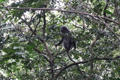 Trachypithecus selangorensis