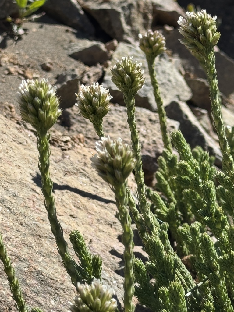 Nassauvia digitata