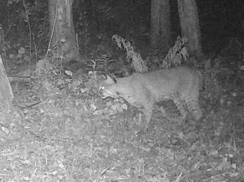 Bobcat photographed in Wisconsin