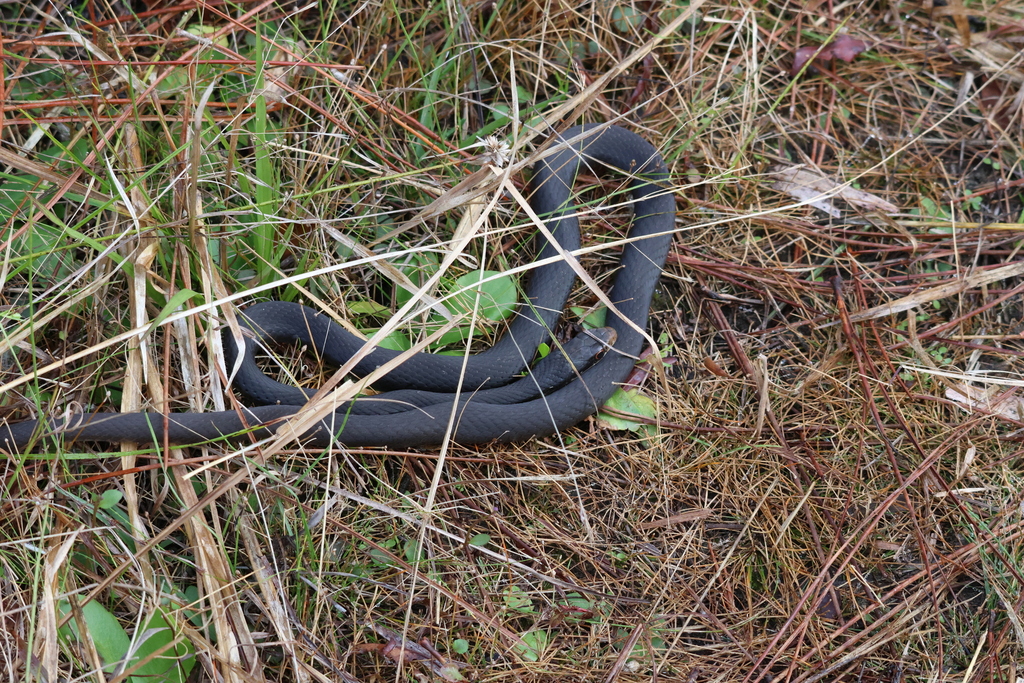 Southern Black Racer from Collier County, FL, USA on January 8, 2025 at ...