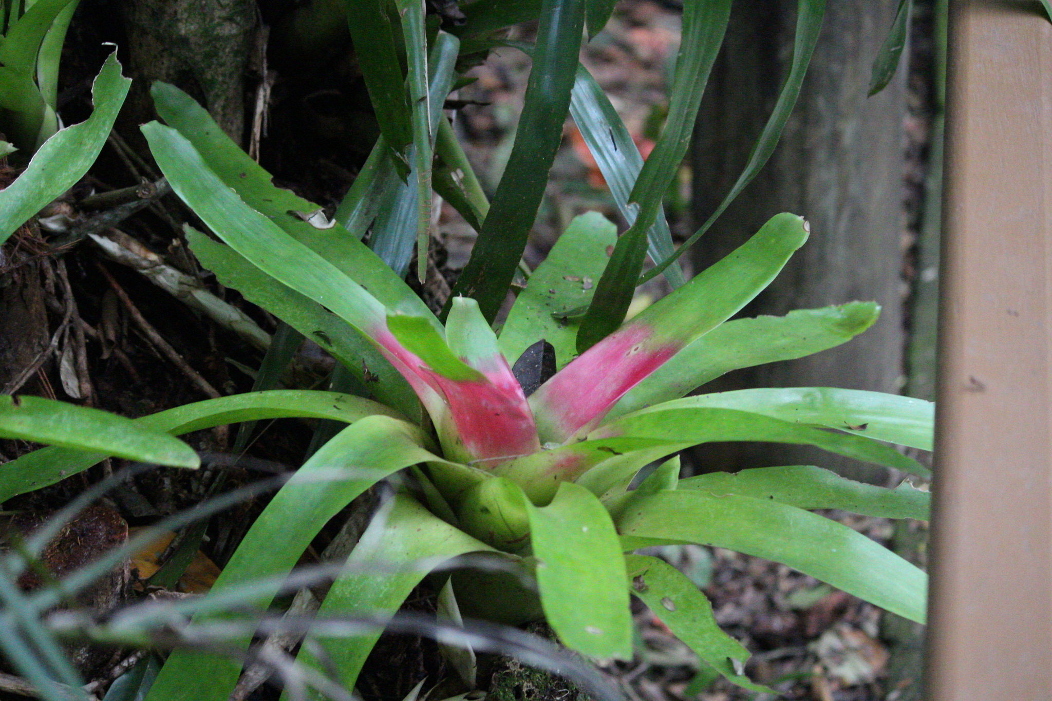 Neoregelia