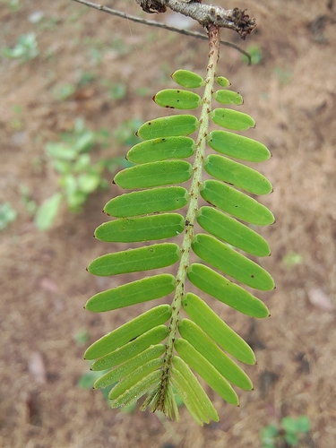 Foto de Amla