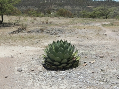 Agave guadalajarana