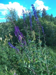 Delphinium retropilosum