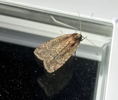 Eueretagrotis attentus