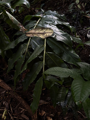 Foto de Gengibre-amarelo