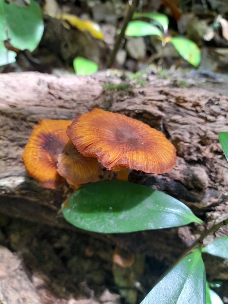 Heimiomyces velutipes · January 2025 · photo: © mphnz (iNaturalist, cc0)