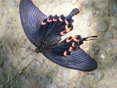 Papilio dialis