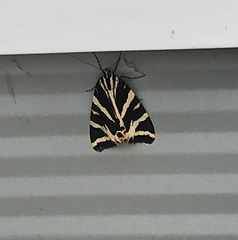 Euplagia quadripunctaria