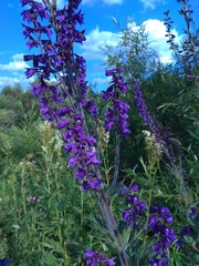 Delphinium retropilosum