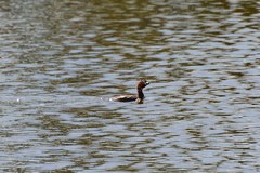 Tachybaptus ruficollis poggei