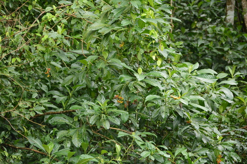 Image of Psychotria grandis by (c) Siddarth Machado, some rights reserved (CC BY)