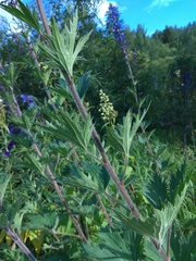 Delphinium retropilosum