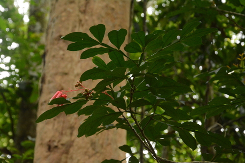 Image of Quassia amara by (c) Siddarth Machado, some rights reserved (CC BY)