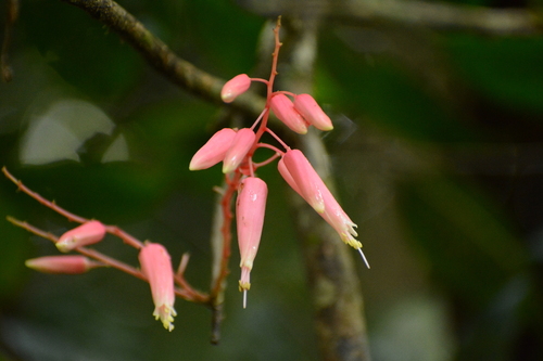 Quassia amara (Quassia amara)