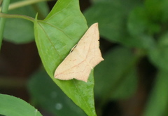 Timandra convectaria