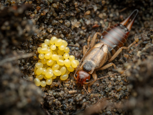 Western Earwig