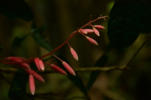 Quassia amara (Quassia amara)