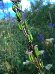 Delphinium retropilosum