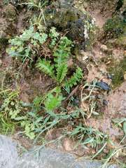 Cirsium japonicum australe