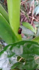 Okiscarta