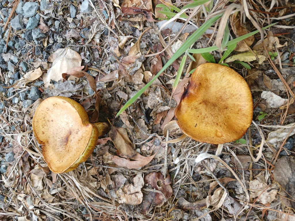 Suillus granulatus · January 2025 · photo: © ecoman (iNaturalist, cc-by)