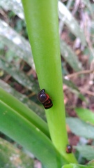 Okiscarta uchidae